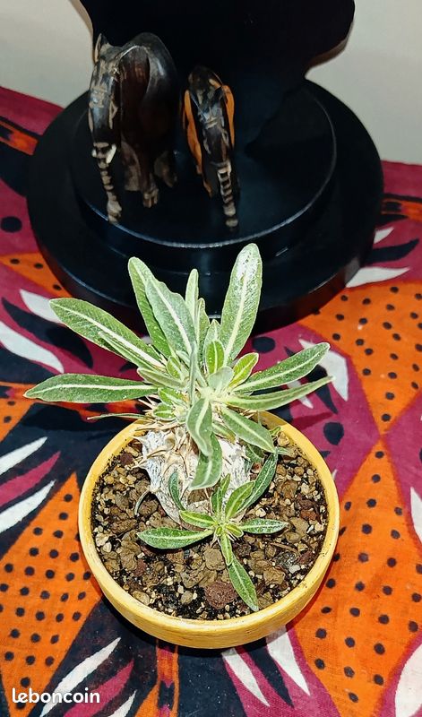 Pachypodium Horombense Caudex Succulente (image 5)