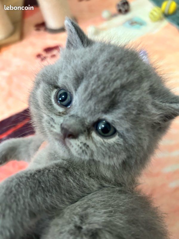 Magnifique chatons British shorthair (image 3)