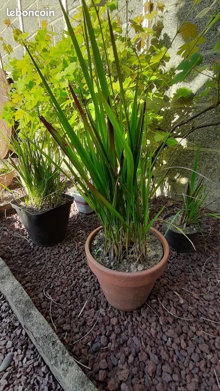 Imperata Cylindrica (image 2)
