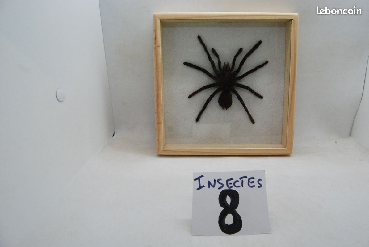 Cadres PAPILLONS INSECTES (image 1)