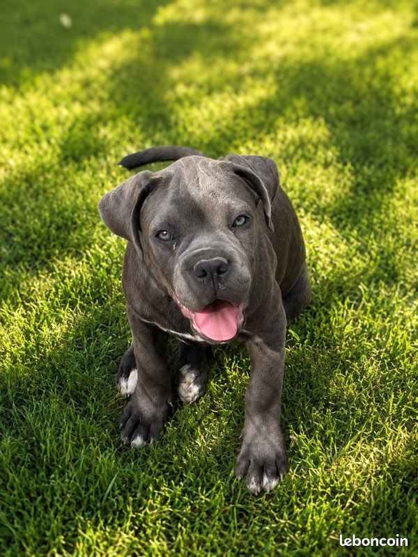 Cane corso LOF (image 1)