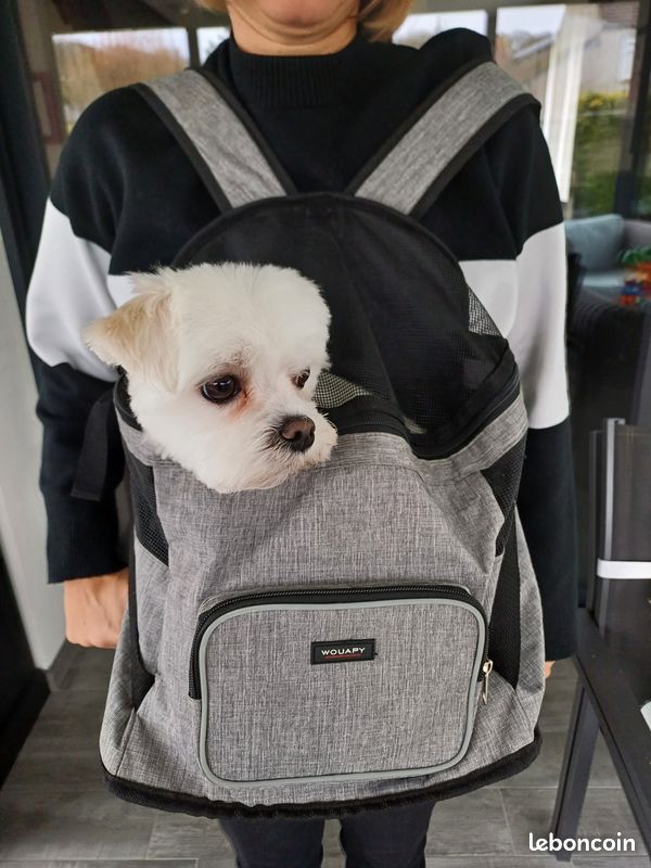 Wouapy Sac Ventral Pour Yorkshire Sac De Transport Wouapy Sac De