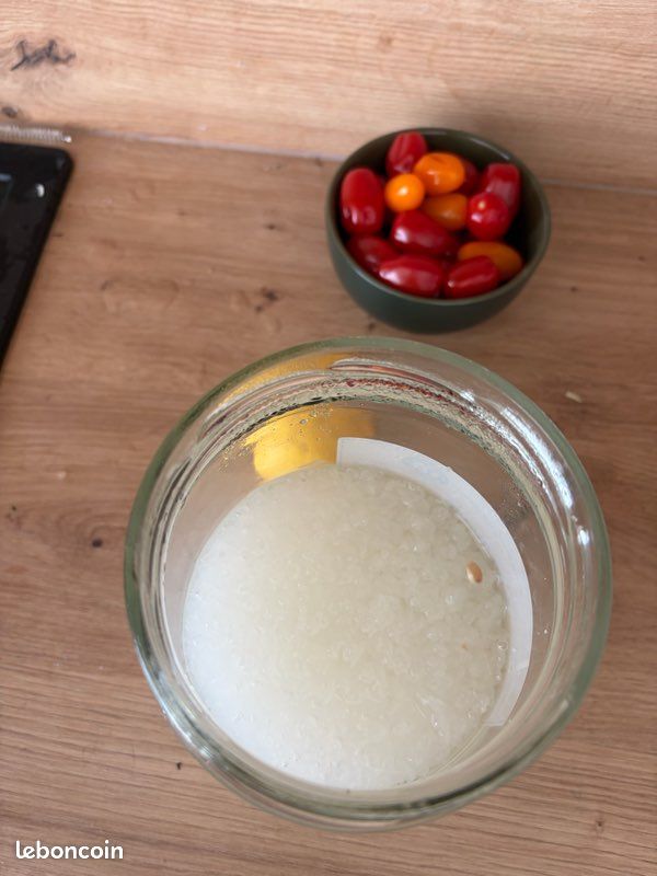 Grains de kefir (image 1)
