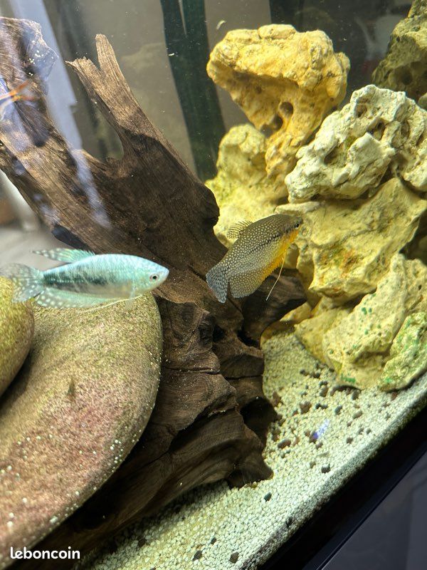 Aquarium complet 240 litres (image 5)