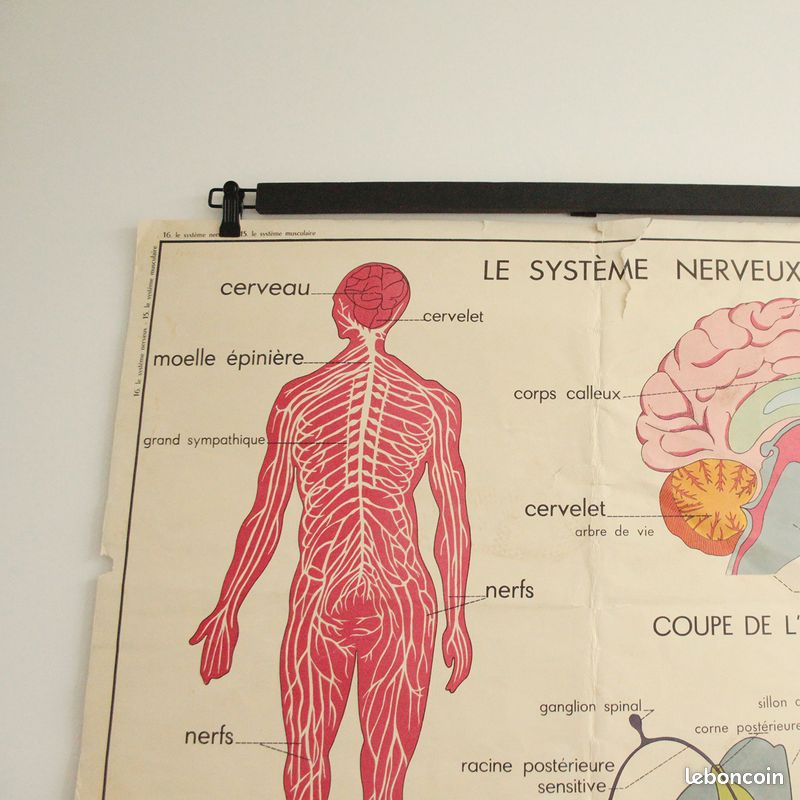 Affiche Vintage Scolaire Éditions Rossignol / le système musculaire / le système nerveux (image 9)