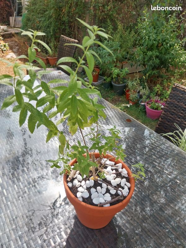 Verveine citronnelle (image 1)