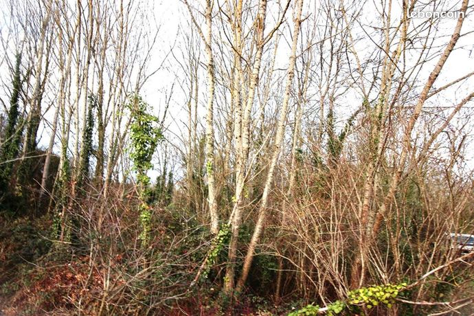 Terrain 4 273 m² Belluire