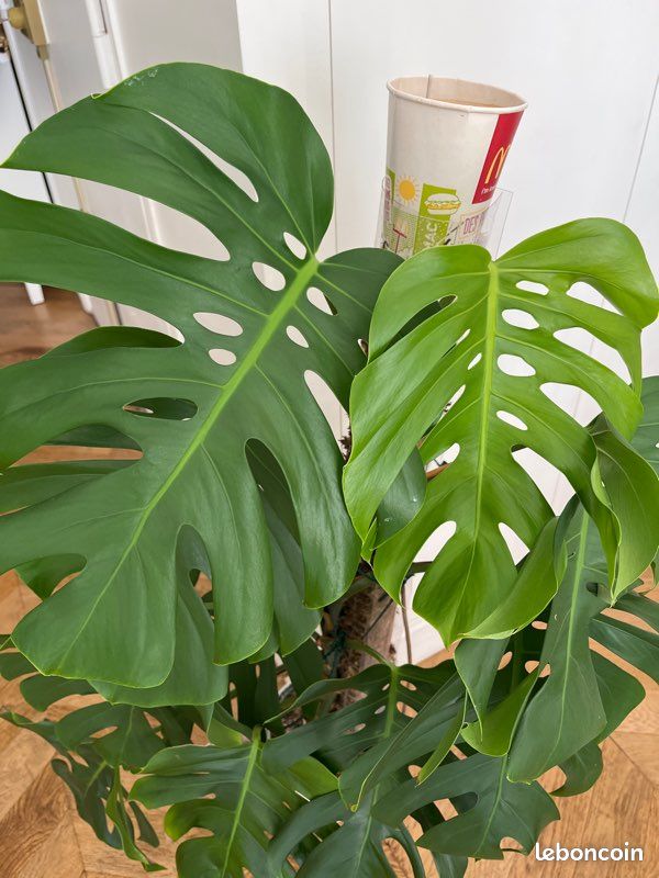 Monstera deliciosa en pleine forme, 1m - Jardin & Plantes