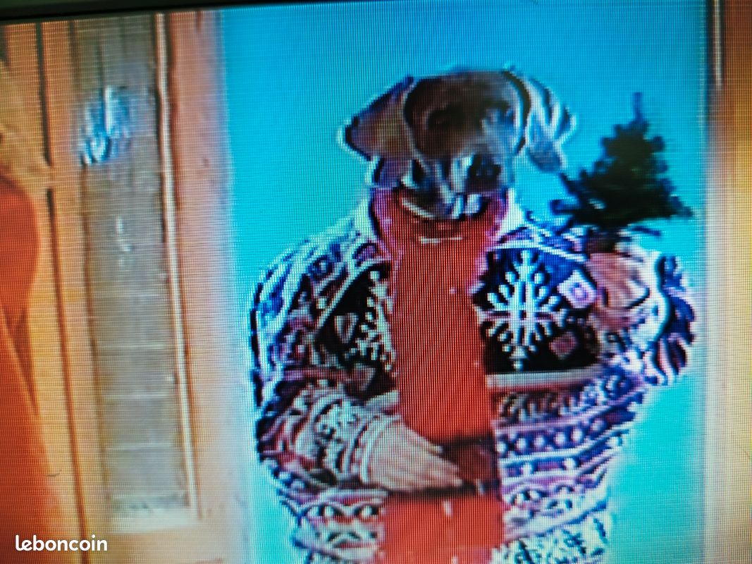 William Wegman VHS 1995 Collection