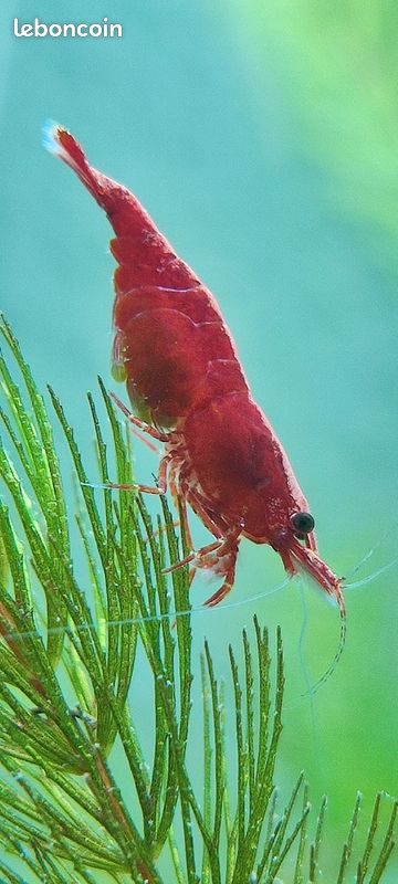 Crevettes res cherry (image 2)