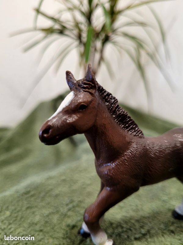 Poulain Anglo-Arabe papo (image 1)