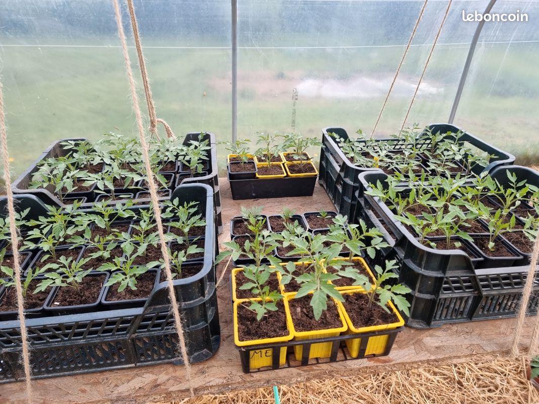 Plants de tomates (image 5)