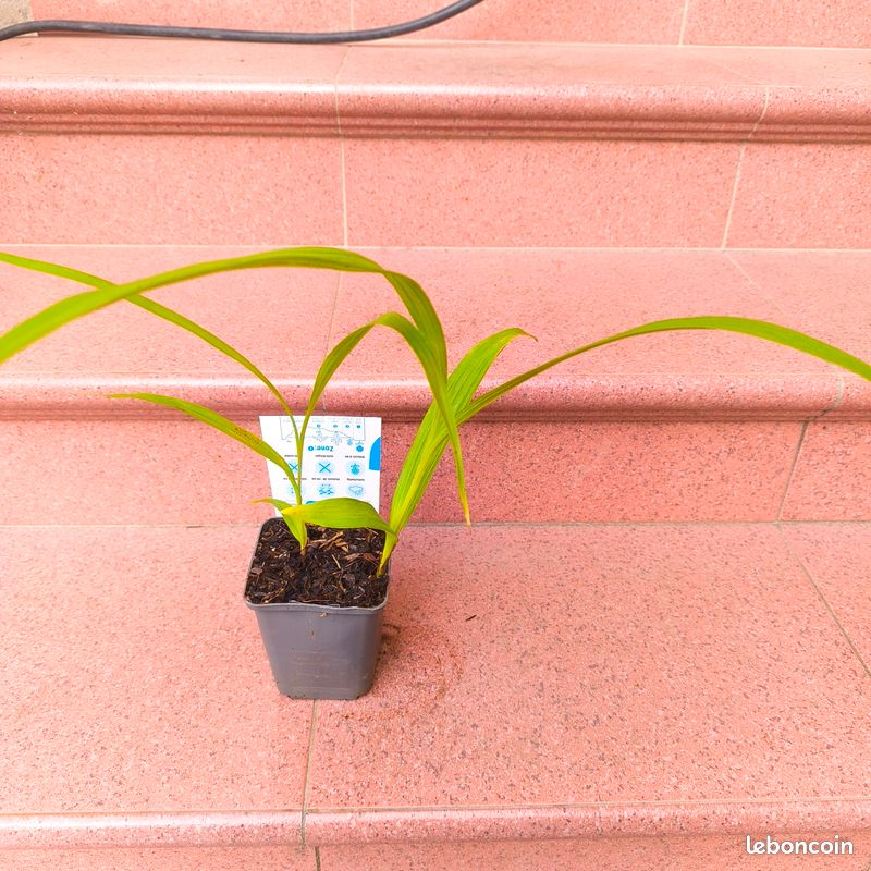 Orchidee de jardin (image 4)