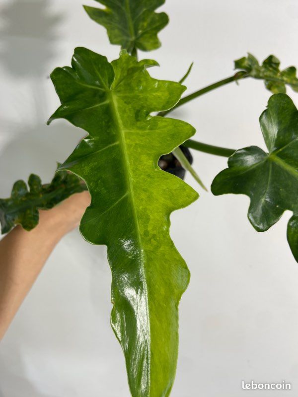 night scented stock plants Night Scented Stock 'Starlight Scentsation' Seeds