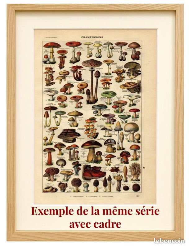 Gravure ancienne. Insectes utiles et nuisibles. A. Millot 1923 Déco (image 4)