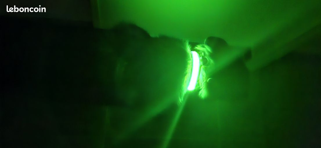 Collier chien lumineux (image 3)