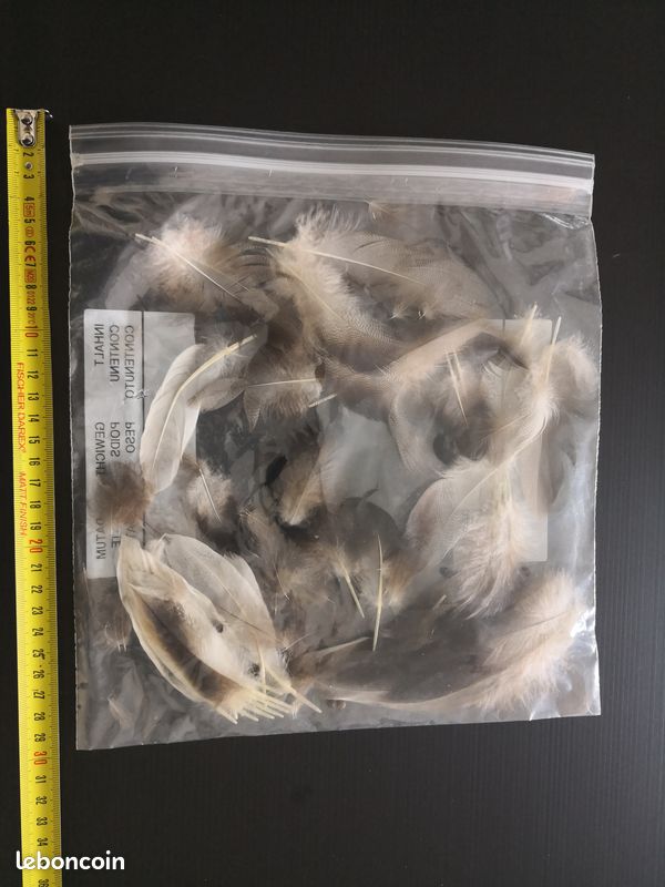 MOUCHES DE PECHE FLORIAN : Plumes pardo pour le montage des mouches