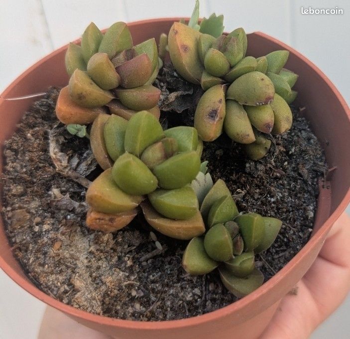 Pot de crassula Ben rustique à moins 2 degrés mais culture en intérieur possible (image 1)