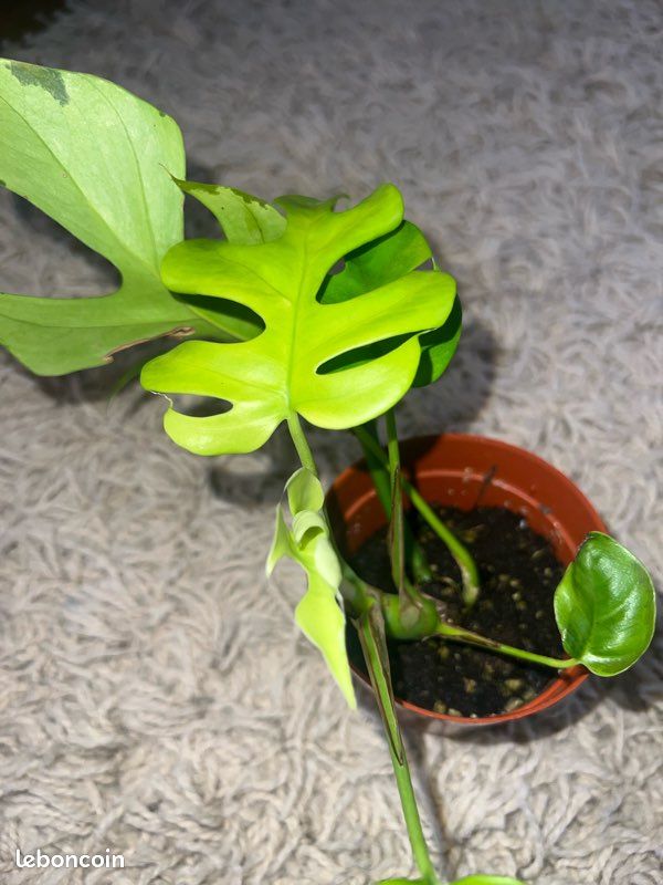 philodendron verrucosum mini Philodendron verrucosum – INDOOR ECOSYSTEMS main image 0