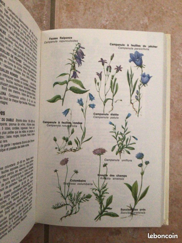 Les plantes sauvages d’Europe en couleurs de B Ursing (image 6)