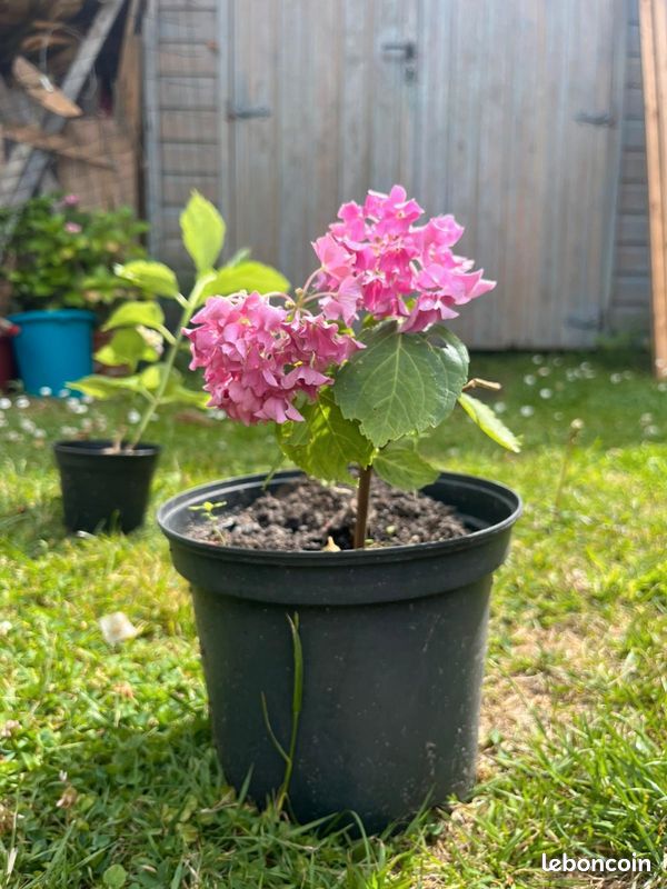 Hortensia en pot (image 2)