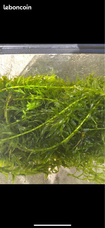 Plante aquatique (image 1)