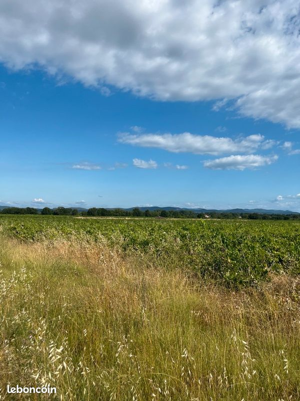 Vends 1,6 Ha de Merlot · à Cardet · 15 000 €
