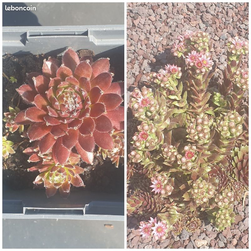 Plantes grasses Succulentes (image 3)