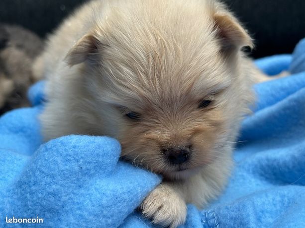 Animaux, chiot, chaton Eure (27) - leboncoin - page 7