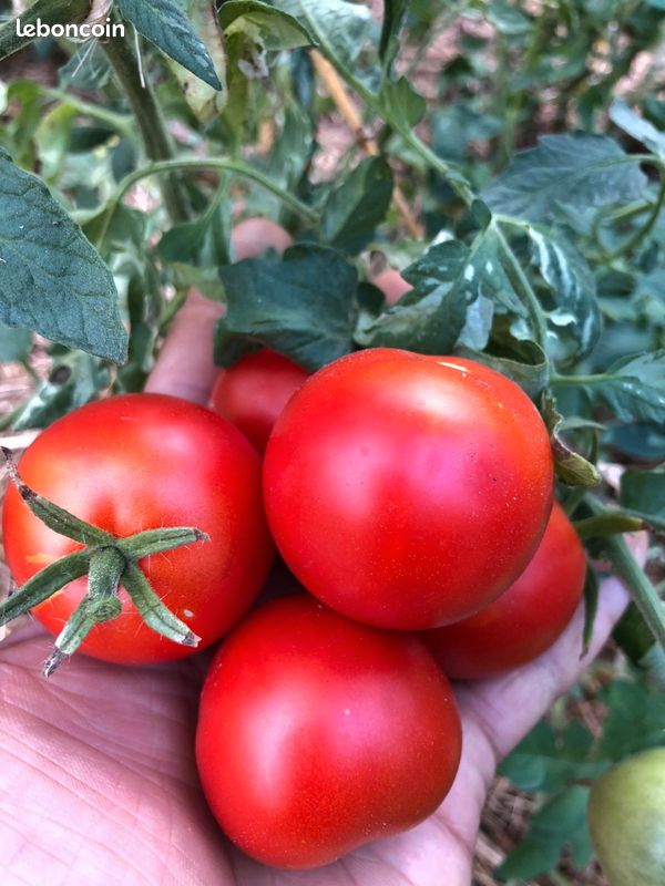 Graines de Tomates - reproductibles - Vert sera le Monde (image 7)