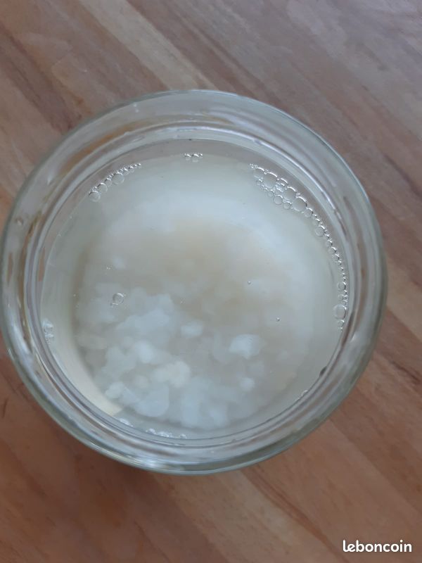 Graines de Kefir à donner (image 1)