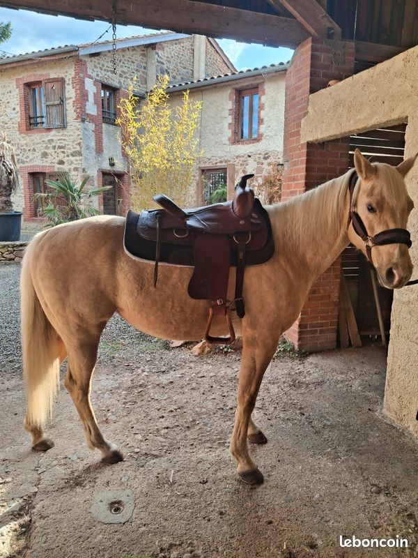 House de selle western (D'occasion) à Grône pour CHF 80 - avec