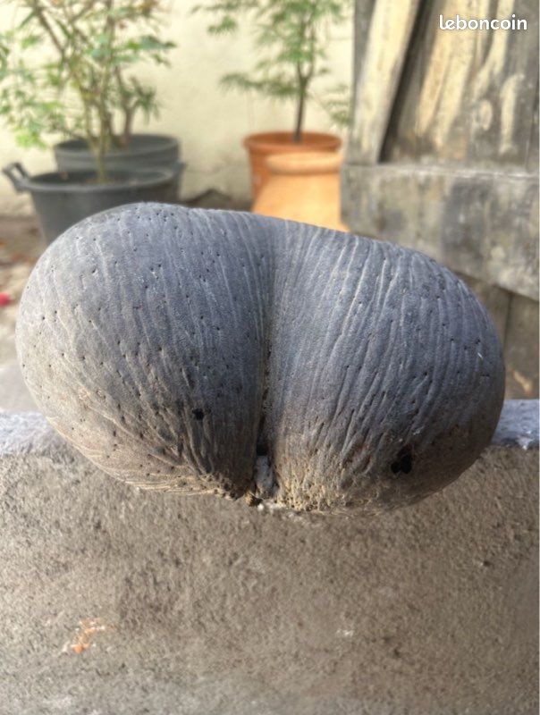Coco fesse (image 5)