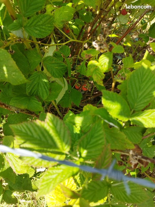 Framboisier, framboises (Bnm) (image 5)
