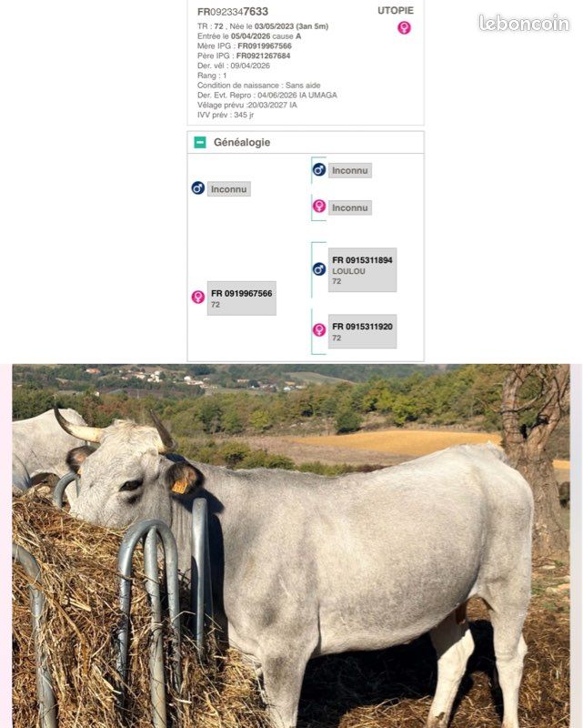 Vache et veaux gasconne des Pyrénées (image 2)
