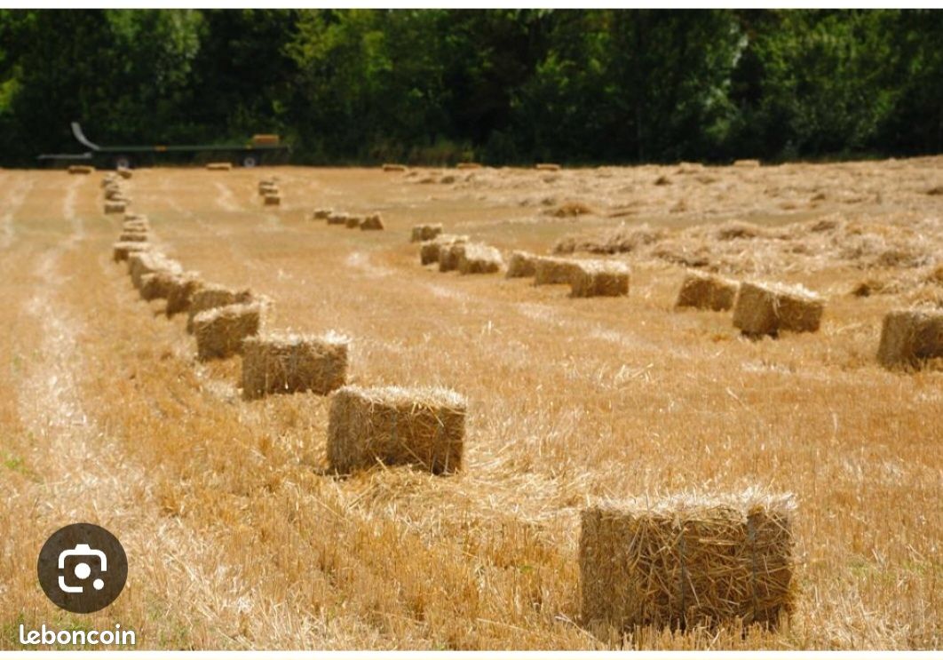 Fourrage Foin Petite Botte Foin Bio Petite Botte De Foin A Vendre Location  Botte De Paille
