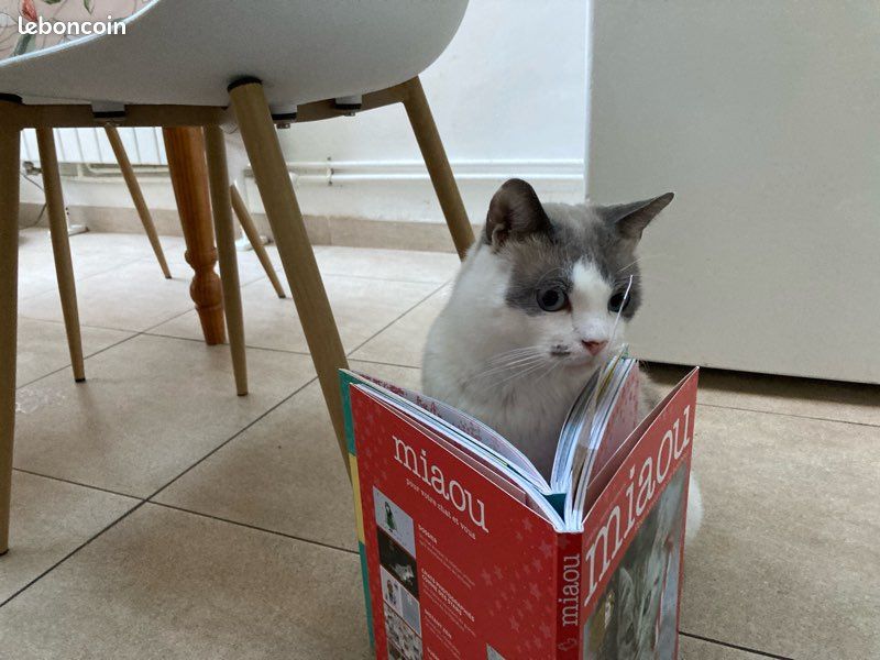 Livres miaou (2)😻 (image 14)
