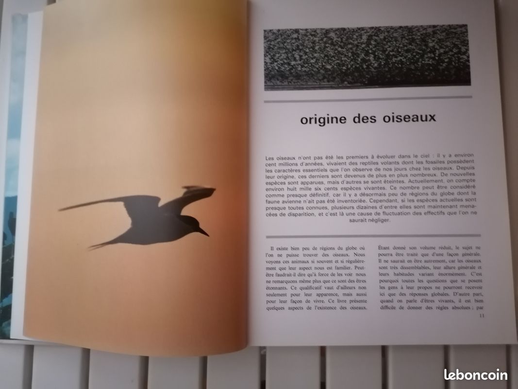 Le monde merveilleux des oiseaux (image 3)