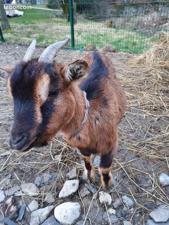 Chevre A Vendre Le Bon Coin