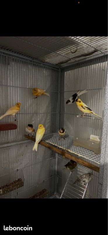 Canari (image 2)