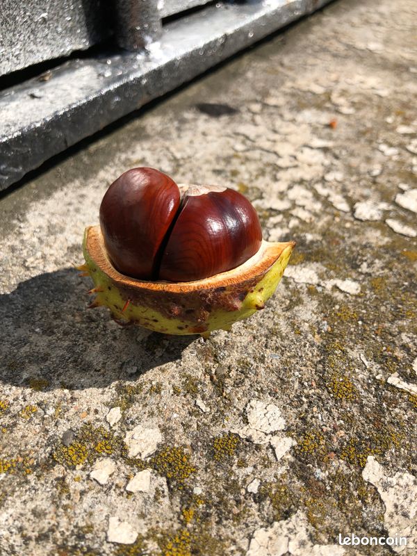 Marron (image 2)