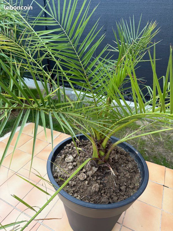 Grand palmier phœnix ext 160 cm avec son pot en parfait état de santé (image 5)