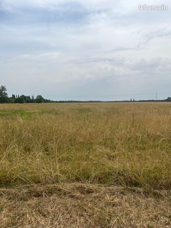 Foin sur pied (image 3)
