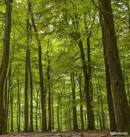 Parcelle de bois