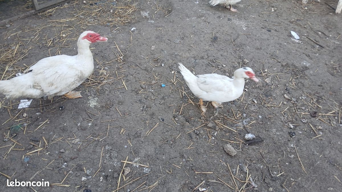 Couple de canard (image 2)