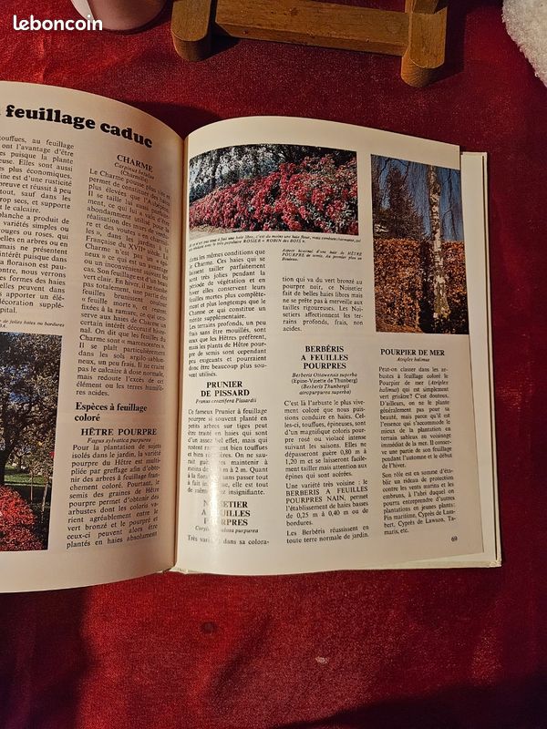 Les conifères dans le jardin livre revue (image 4)