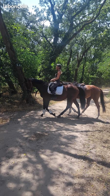 Balade à cheval (image 2)
