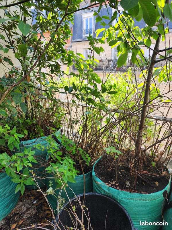 Arbres fruitiers et plantes aromatiques, de 15 à 40 en fonction de la taille (image 16)