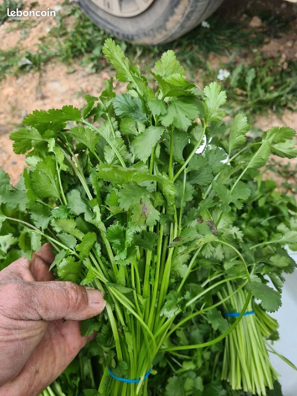 Herbe aromatique du jardin (image 6)