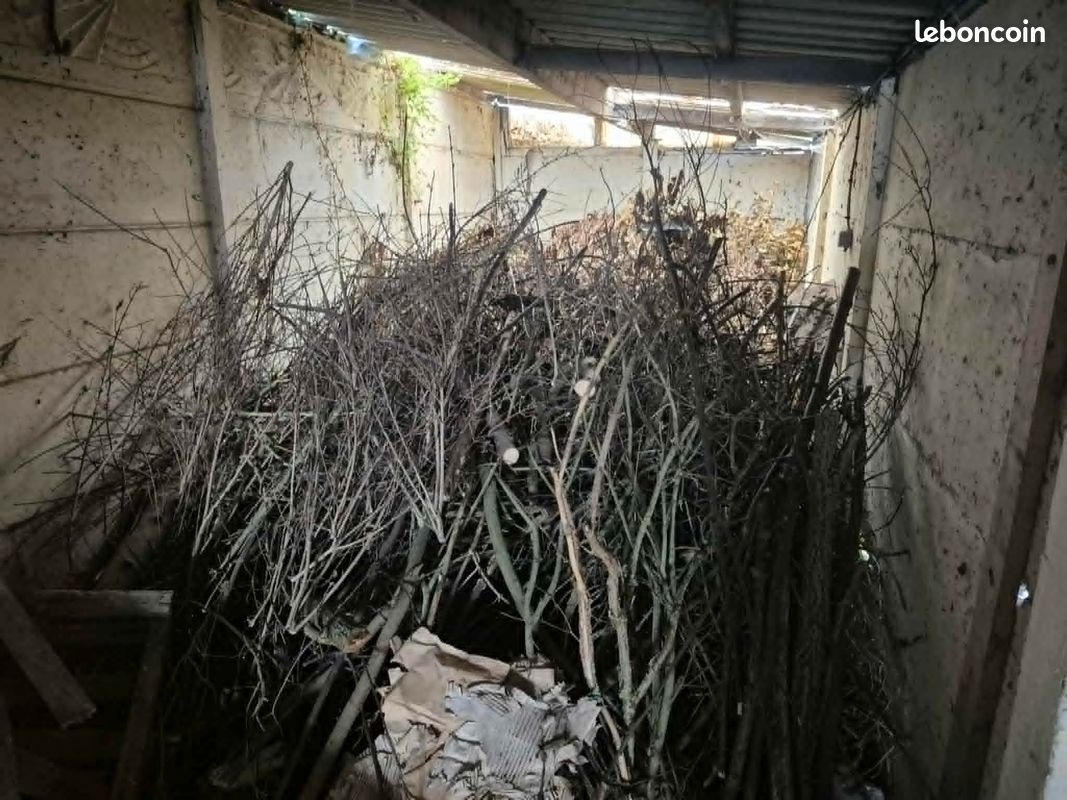 Bois & branchages de fruitiers secs - idéal pour chauffage (petit bois) et aménagement paysager non-alimentaires (haies sèches, zones ornementales, abris pour la biodiversité...) (image 3)